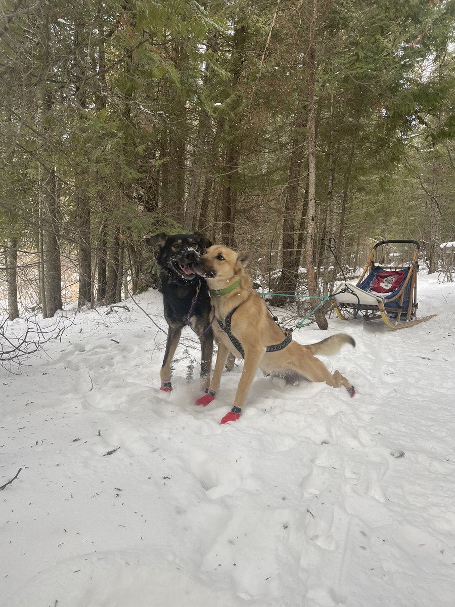We stopped halfway through the run to have some fun in the snow. Journey and Brooks are best of friends. I’m not sure what is happening in this photo