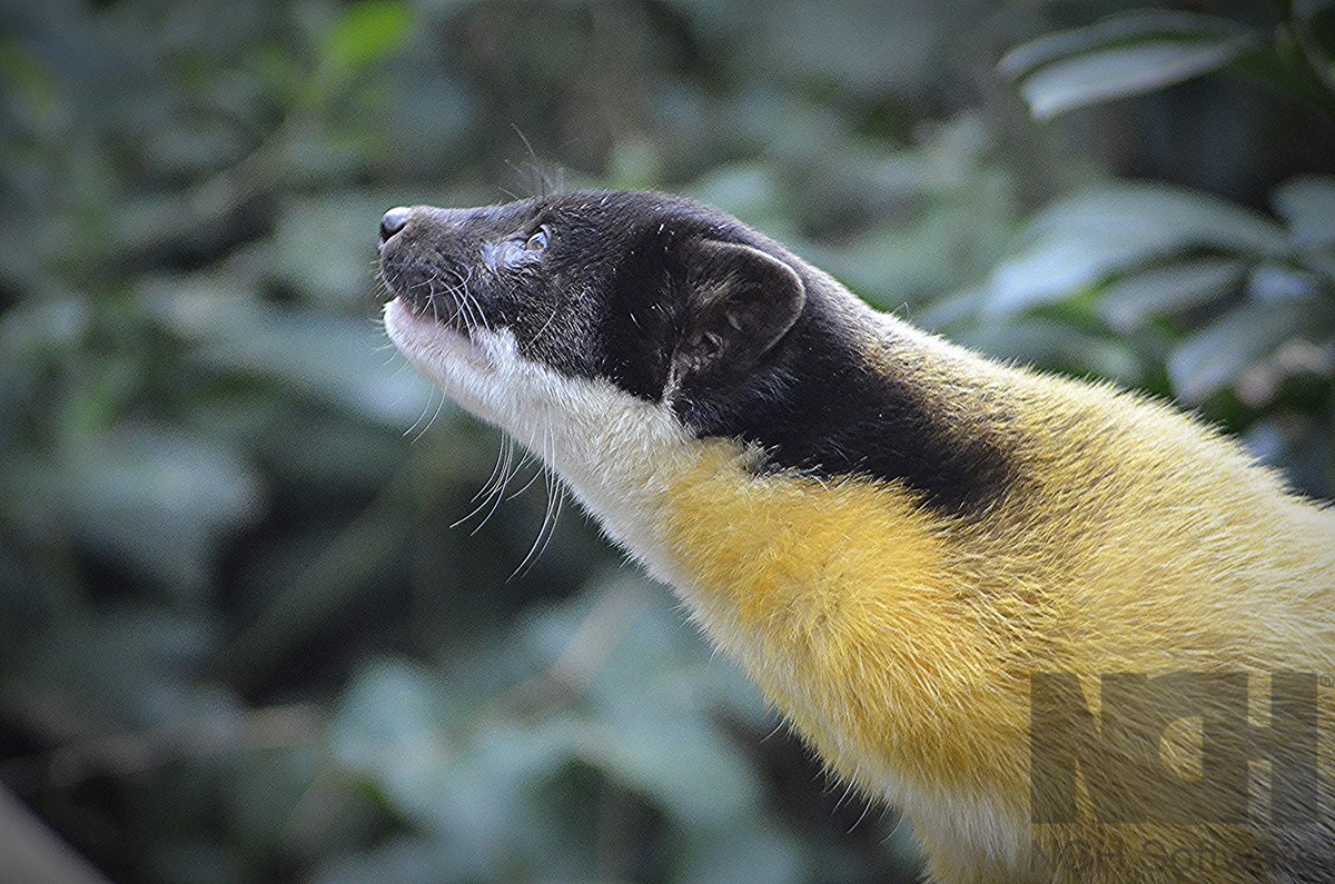got an amazing shot of this fascinating creature called a yellow throated marten, its the biggest marten in the world, it can grow 72cm in length, such a beautiful animal 

#endangered #nature #wildlife #cuteanimals #birding #bird #birds #birdsoftheworld #nature #naturephoto