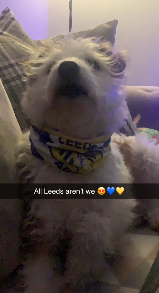 teresa_parkes's tweet photo. Yesss my millie moo ππ #lufc #asbodog https://t.co/BEjU1lOwbX