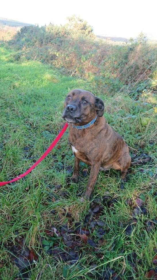 Our Rocky is a bit sad as Santa has not given him his only Christmas wish... His own family to love him forever 💔
We feel this boy really deserves a chance in a home with no children or other animals. He has so much potential and love to give and is waiting so long...
#PleaseRT