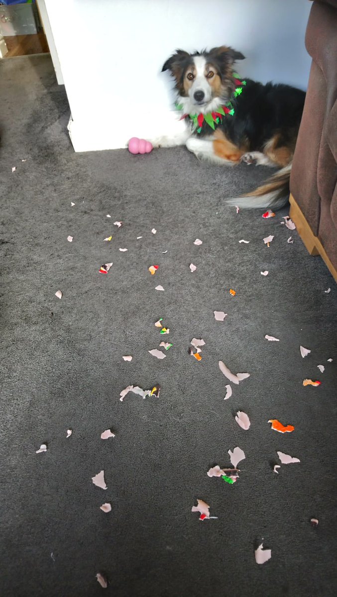 CandyBench's tweet image. Sometimes there is work to do and you can't hide under a bench. Christmas toy destroyed in 3 minutes. #bordercollie #collie