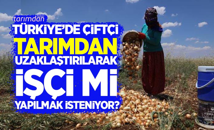 Türkiye'de çiftçi tarımdan uzaklaştırılarak işçi mi yapılmak isteniyor? 

Bu iddia çok tartışılır... 

tarimdanhaber.com/tarim/turkiye-…
