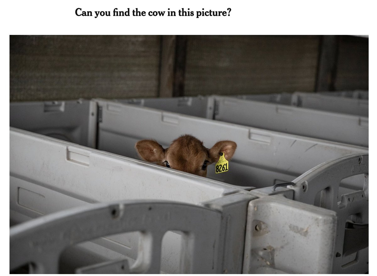 nytimes 🍥 tweet media