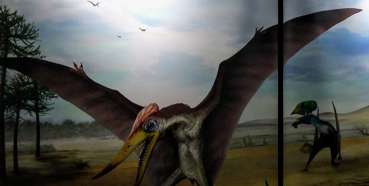 Ruben_ICOG's tweet photo. En 1993, en el yacimiento de Fuenteamarga, en la ladera de Peña Isasa, fueron recuperados numerosos huesos fósiles de un #pterosaurio tipo Prejanopterus curvirostris
Se pueden ver en el Centro #Paleontológico de Enciso
#Prejano
#LaRioja
@Rioja_Biosfera https://t.co/1YK5A8LHQj