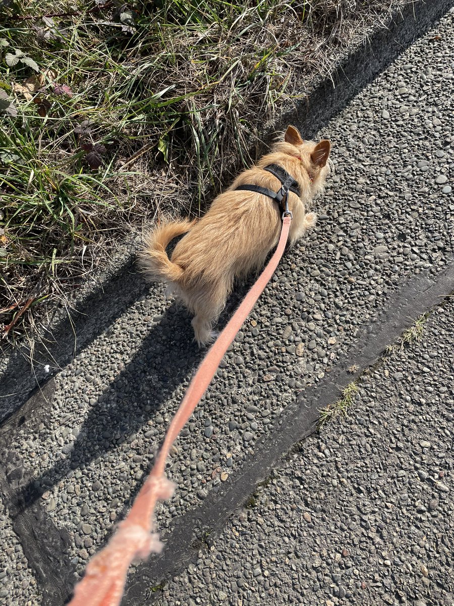CoachHop's tweet photo. 🐶🐶🚶 #LunchTime #dogwalk #dogs #DogLover #dogdad #dogs2020 #DogsofTwittter #familyfun #familytime #sunshine 🌞😎 https://t.co/jJDU66IUfi