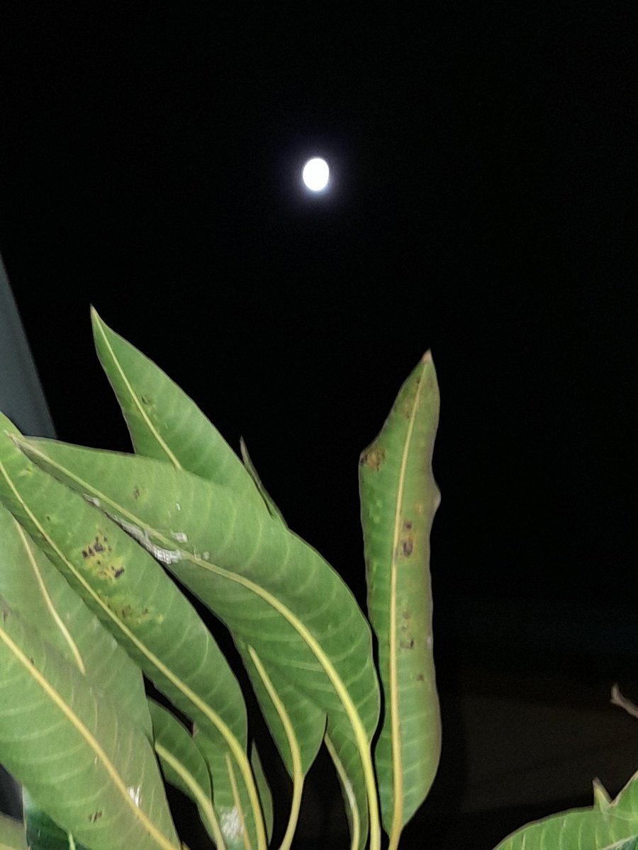 dadehlyn's tweet image. The moon is super beautiful tonight 🥵😍
#nature #shotonmyphone #moon #moonlight #night