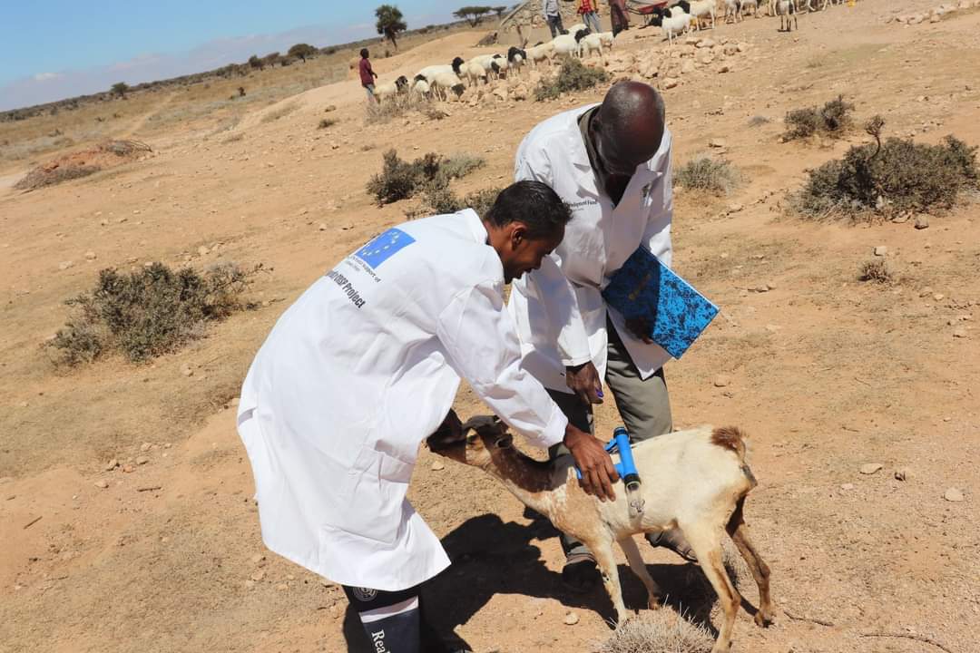ADOSomalia's tweet photo. Recently CAHWs trained by #ADO under the #EU-funded project (Well-known CRISP) with the collaboration of the Ministry of livestock and fishery have got started providing services in the field of animal welfare.

#Putting_people_out_of_poverty https://t.co/vgzwDI4caS