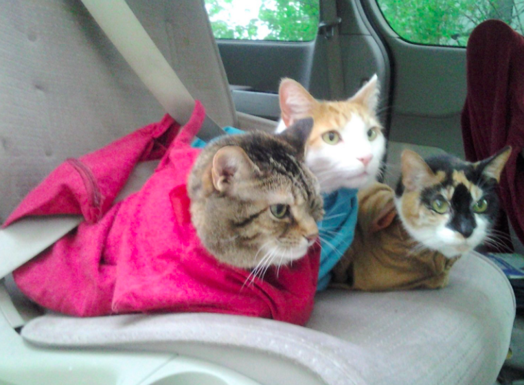 Cat, but make it log-shaped.