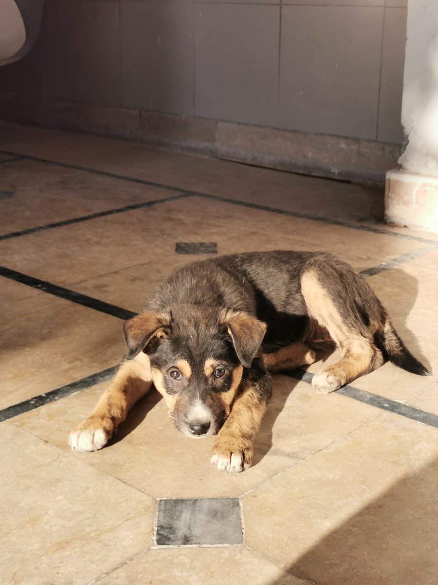 ATTENTION DOGGO LOVERS📣

We have the cutest new pup for adoption! Contact 0345 8541140 for more details