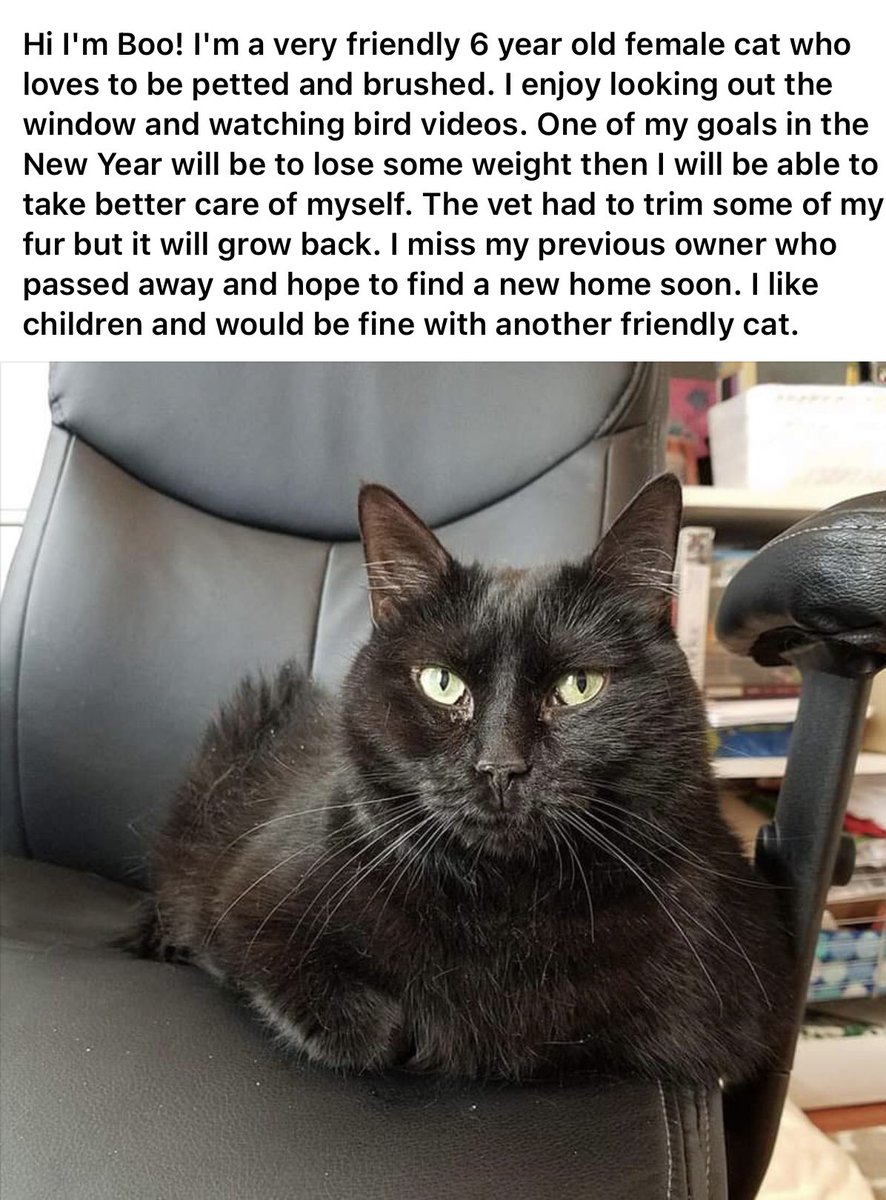 ConnectionKitty's tweet image. 