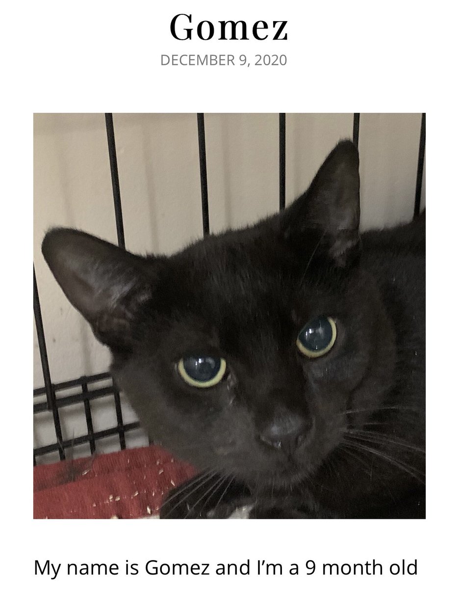 ConnectionKitty's tweet image. 