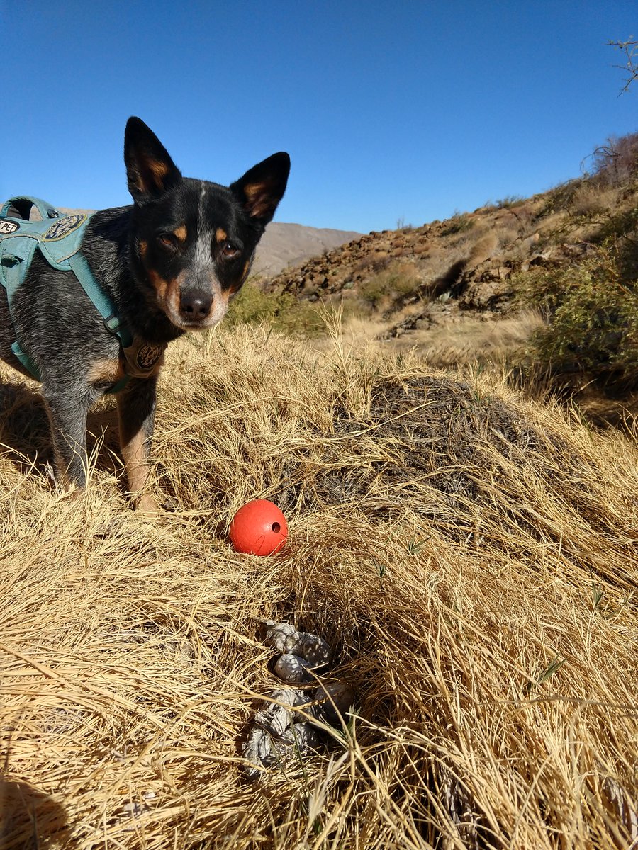 roguedetection's tweet photo. Filson was particularly proud of this find! π© #scatdog https://t.co/qS79aCsqZp