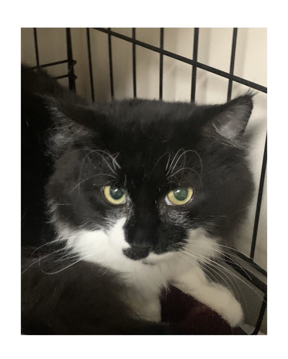 ConnectionKitty's tweet image. 