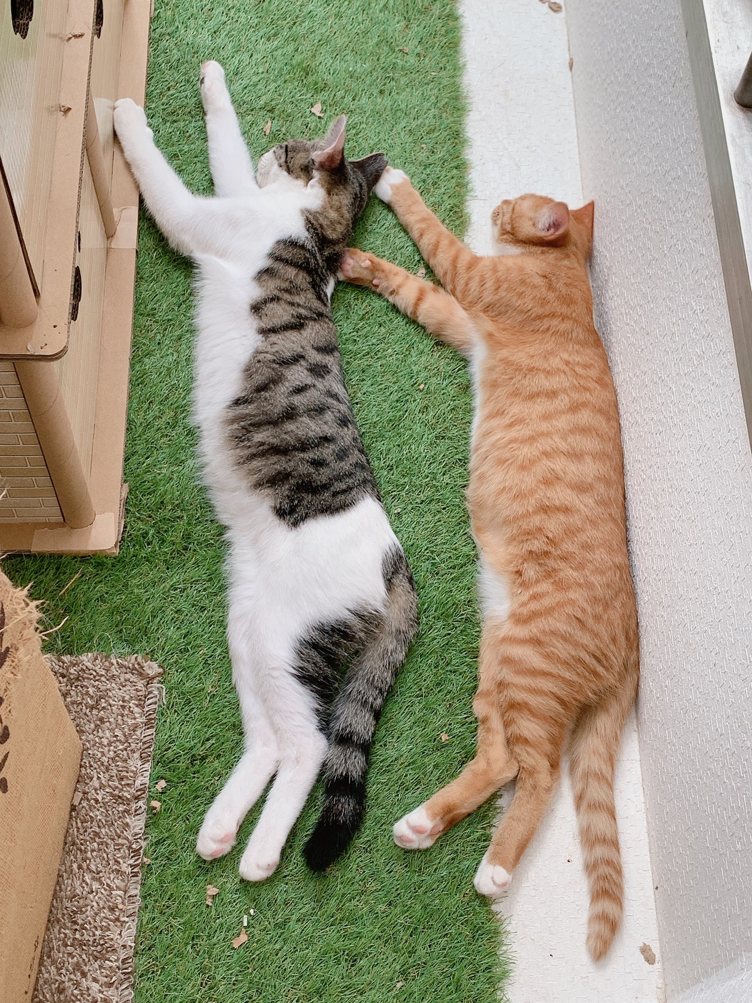 保護ねこ施設catswelcare 12 30 センくん キジ白 と楓くん 茶白 が シンクロして同じようなポーズで寝ていました Catswelcare 保護猫 保護猫サロン 猫好きさんと繋がりたい 猫のいる幸せ 猫のいる暮らし 里親募集中 茶白猫 キジ白 子猫 保護ねこ施設catswelcare 12 30 センくん キジ白 と楓くん 茶白 が シンクロして同じようなポーズで寝ていました Catswelcare 保護猫 保護猫サロン 猫好きさんと繋がりたい 猫のいる幸せ 猫のいる暮らし 里親募集中 茶白猫 キジ白 子猫