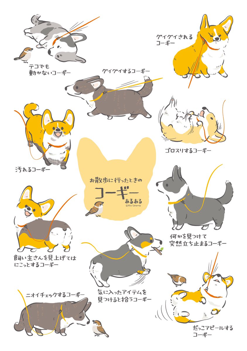 お散歩に行ったときのコーギーあるある(11/11)
#corgi #コーギー #コギまるけ 