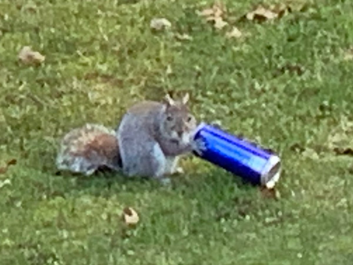 Missed an empty can by the firepit last night. Woke up in time to catch this underage delinquent today. #SquirrelsGoneWild #BrewedForTheNest