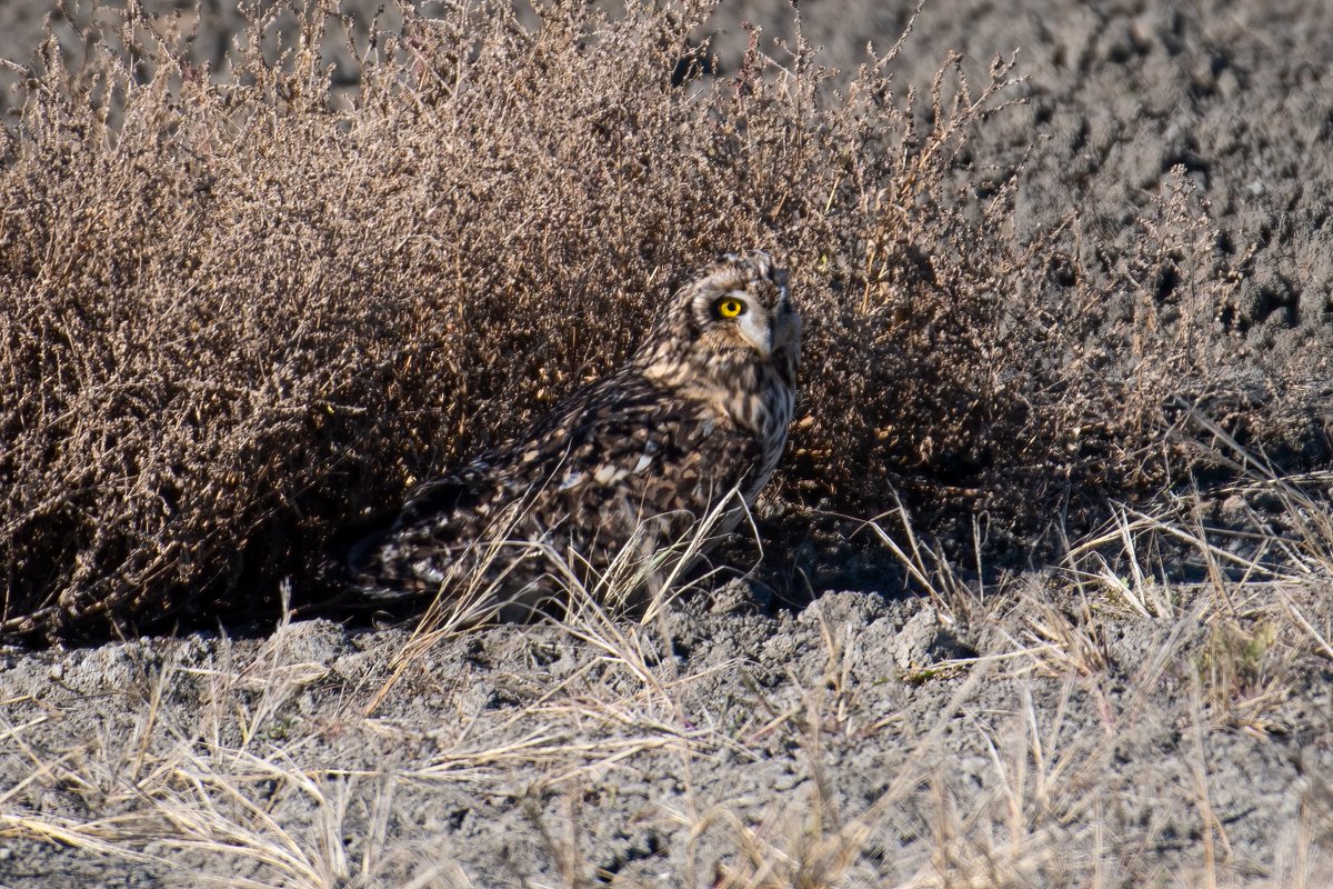 Then it turned around and, even with the incredible camouflage, I could tell it was an owl. At first I was not sure what kind. I kind of caught me off guard. 2/n