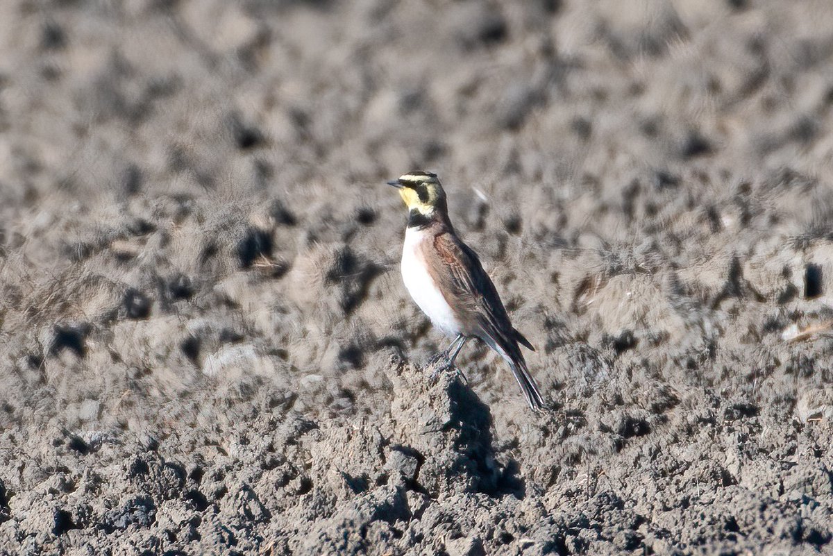 And so I took a bunch of pics as it sort of hid there. It eventually went into the bush and I lost track of it. So I waited. I then noticed some other birds nearby. Cool. Horned larks. More on them later. 3/n