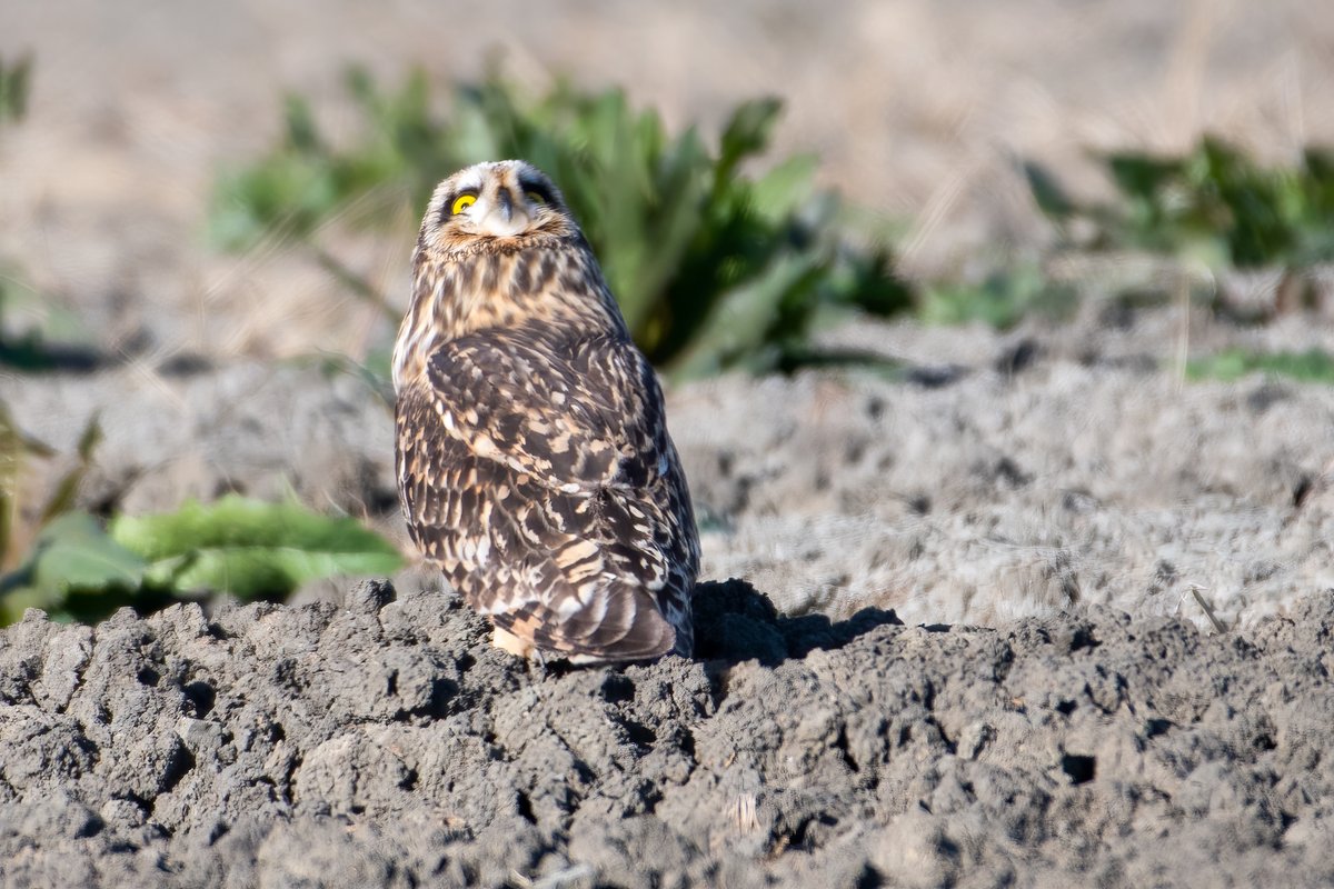 The harriers I had seen earlier kept flying pretty close by overhead and the owl was checking them out. 9/n