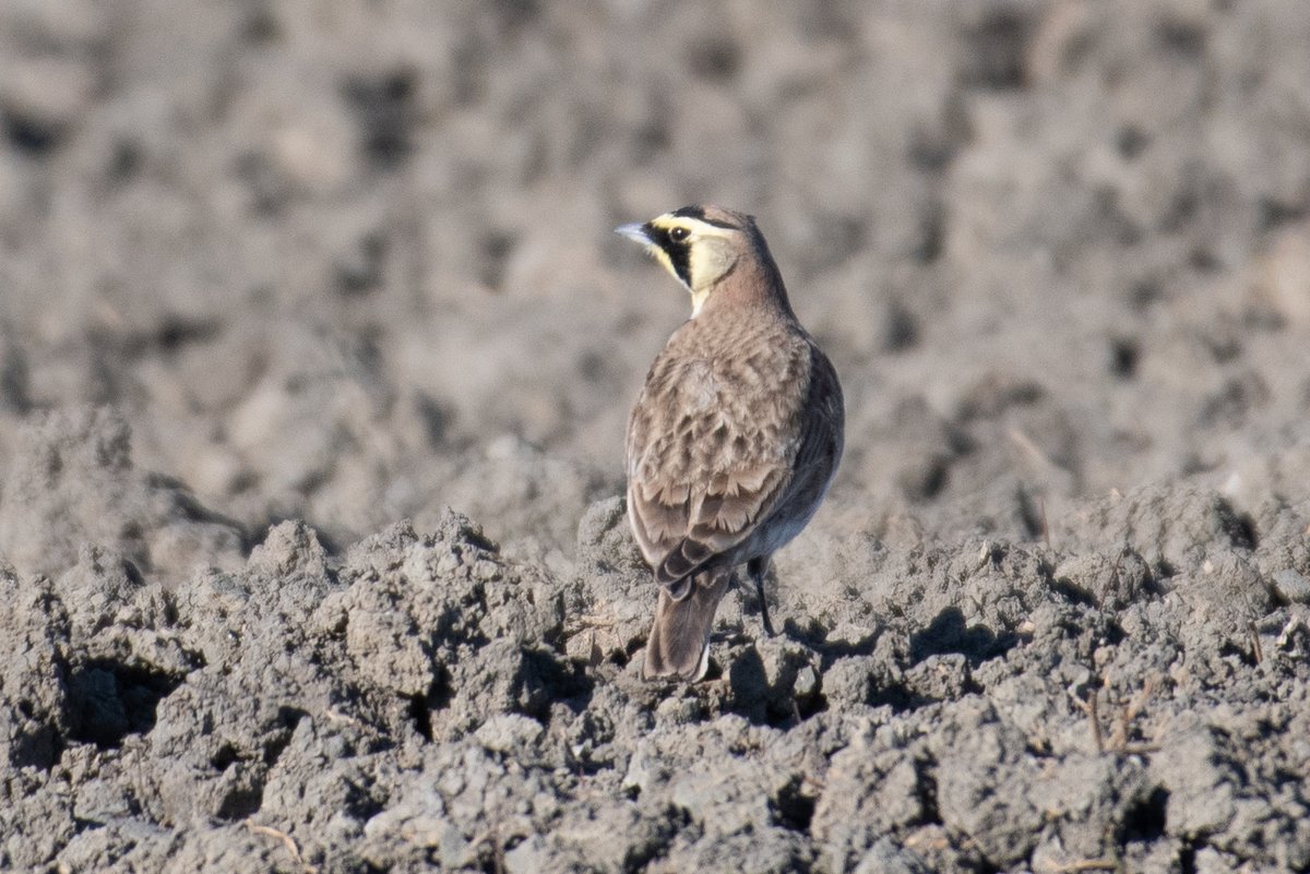 And then noticed the horned larks again and walked out into the field to get some more pics of them. Pretty cool birds. 6/n