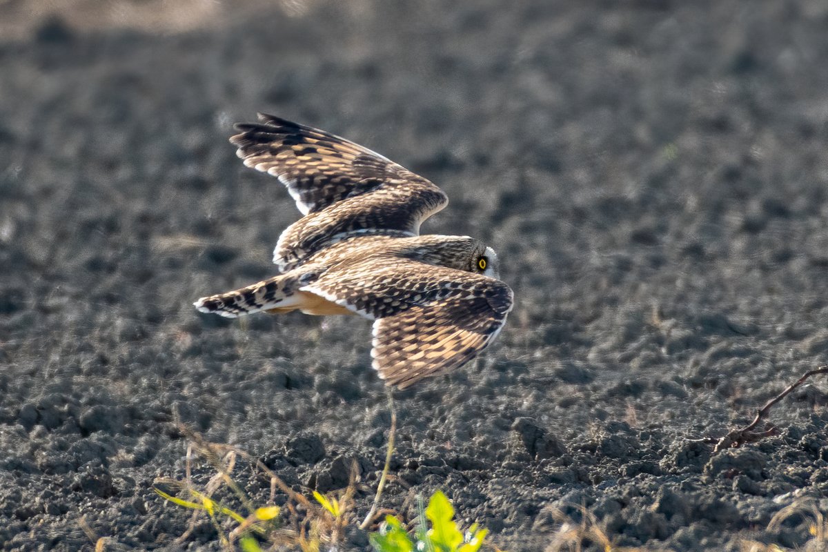 And then. Boom. Out of the bush. A short eared owl emerged. And I got some good pics of it in flight before it landed nearby. I have only seem this species a few times. So cool. 7/n