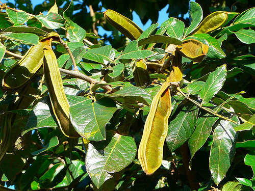 Both the pictured snow pea and ice cream bean plants have agriculture uses in their respective climates, and their incorporation within a farming system is a net positive. The harvesting needs shortcut by monoculture (result of industrial farming) are the only resistance