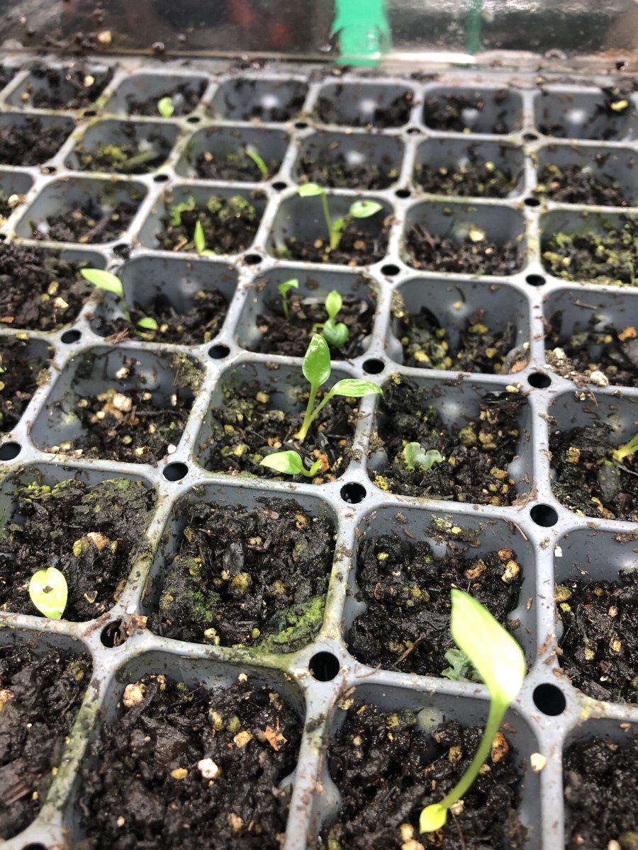 So my hosta seedlings just weren’t growing very fast, and seemed to be kinda stuck. Gave them some dilute worm tea, no change. Finally it occurred to me that it was the light.