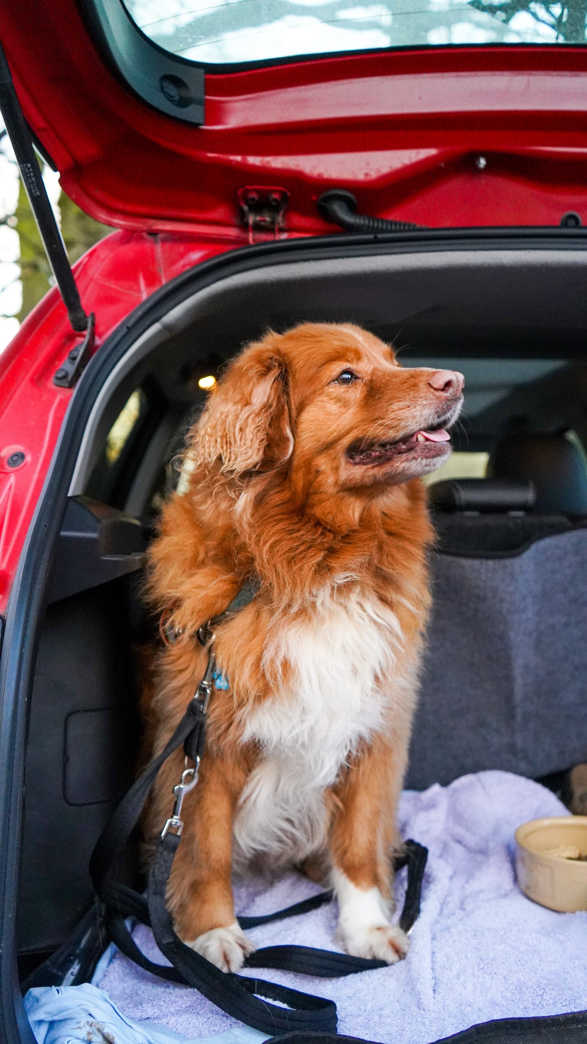 Securing dog hotsell in boot