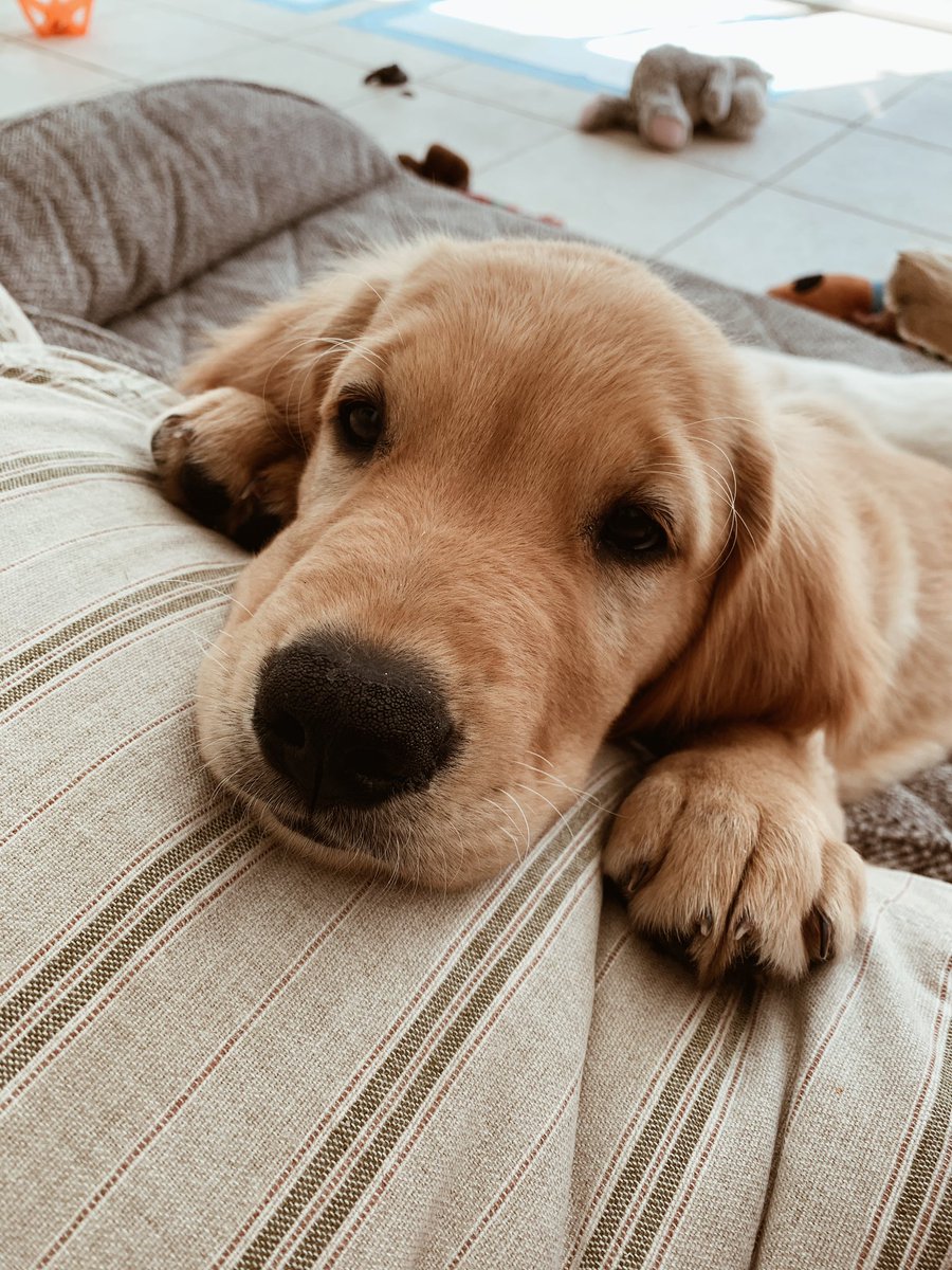 the_clm's tweet photo. the next generation of goldens #dontstopretrievin’ https://t.co/hbQnhxXDgH