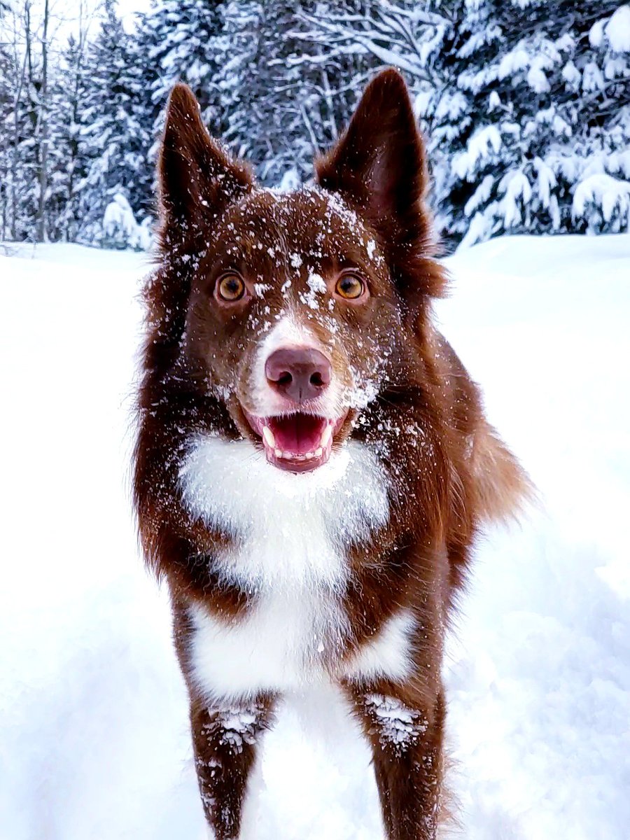 AgilitywAmanda's tweet photo. Winnie loves playijg in the snow 😊⛄❄
#snowdog #canadiandog #snowdogeh #winterdog #winterfun #snowfun #happydog #bordercollie #reddog #smilingdog #canadiansnow #canadianwinter https://t.co/MkBtnkSdun