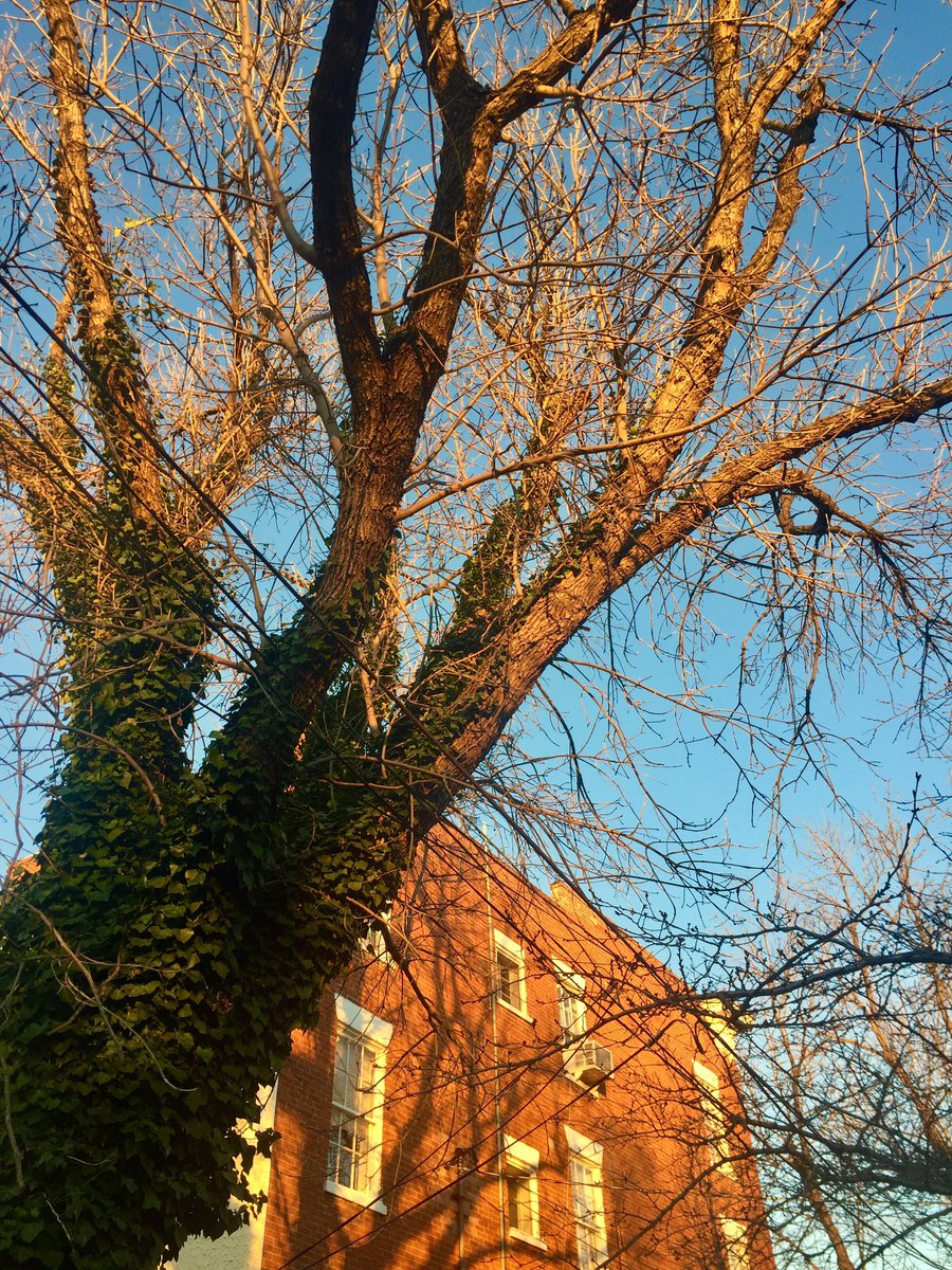 Getting dusky at 4pm along  #WashingtonStreet  #OldTown  #Alexandria —  #LittleItaly trattoria, another gorgeous gate, and the neighborhood hardware store (hello, garden tools!). But further up  #JeffersonStreet and the Heights, the sun still gilds the rooftops.  #architecture