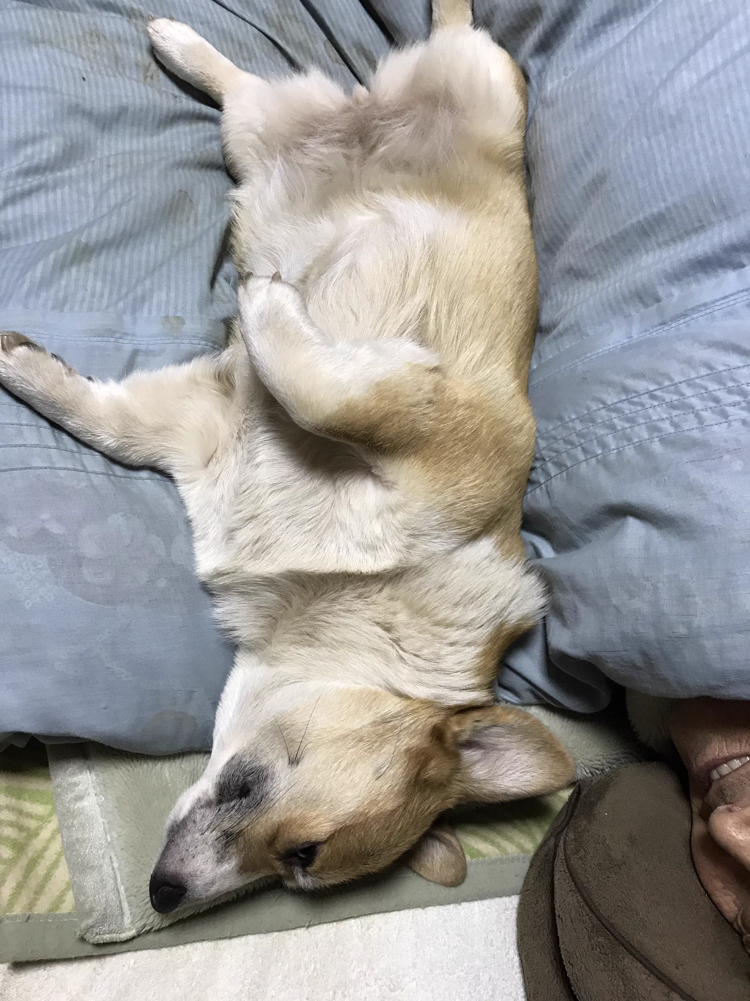 @sss_inu 見切れてますがうちの親父のにやけ顔。 