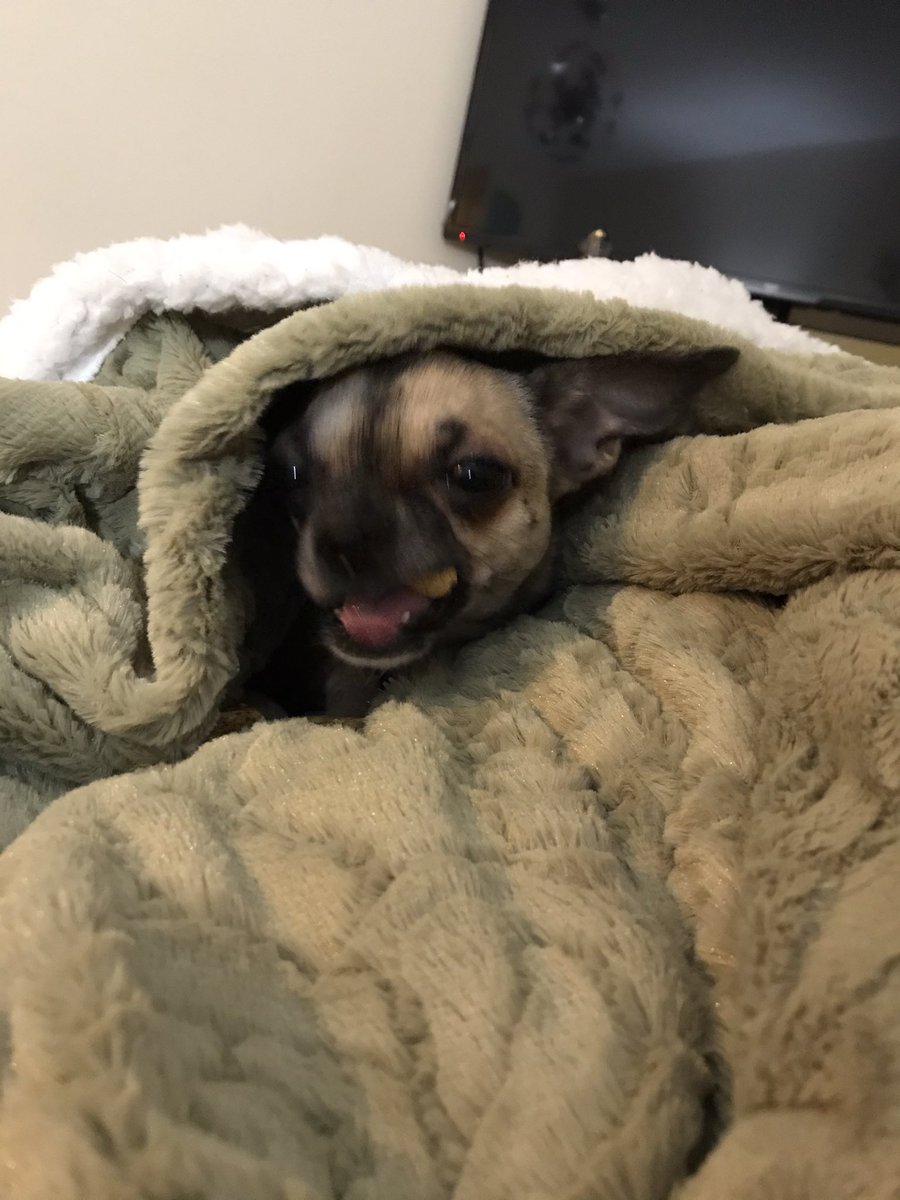 thegirls8882's tweet photo. Evening friends! Who’s ready for bed? We sure are! Lots of lv the girls xxx. #Chihuahua #sleepisbest #humansbed #twitterfriends 💤💤💤📸 https://t.co/gVF3TzppuG