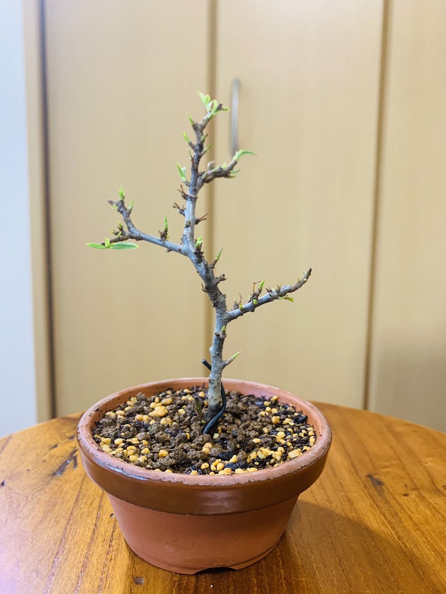 T Koba A Twitter 10月末に植え替えして落葉してしまったカマツカコケモモ 生き返ってきました 左が11月末 右が12月末 現在 新芽 寒さでやられないか心配ですけど まぁ大丈夫でしょう カマツカコケモモ 盆栽