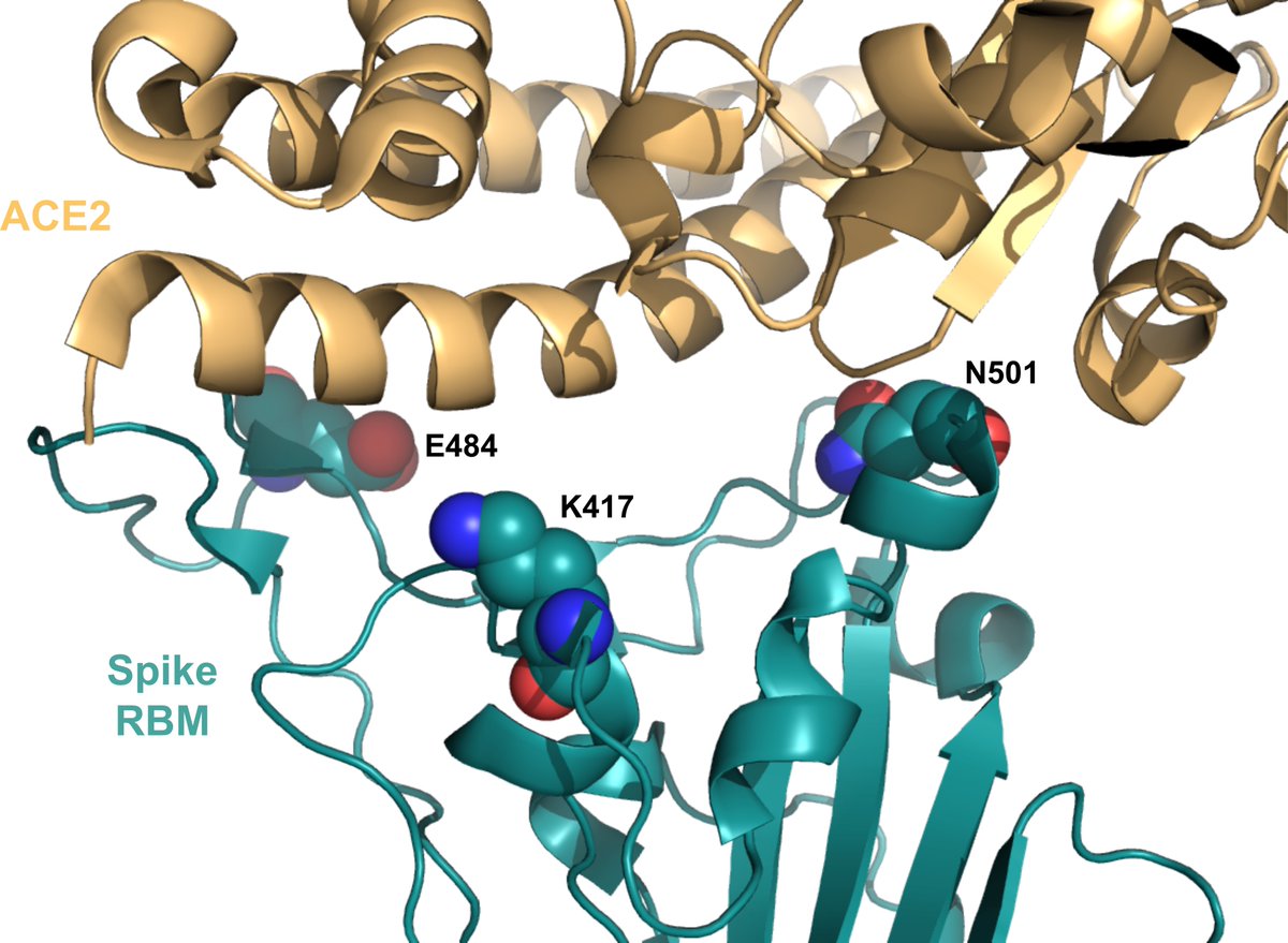 The N501Y mutation is in an important area called the receptor binding domain that interacts with our cells directly. N501Y has been reported to increase binding, though could play a role in avoiding antibodies. This mutation has formed clusters in a number of countries.