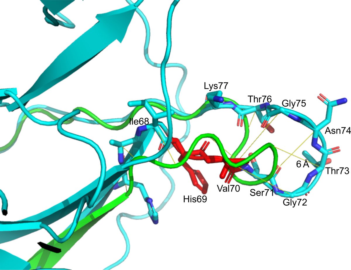 Two of the changes are deletions or loss of protein units that can change Spike shape. One is a deletion at 69/70 (red below)that we have seen in other clusters on its own and with other RBD mutations. In blue is the NTD and in green is the predicted post deletion structure.