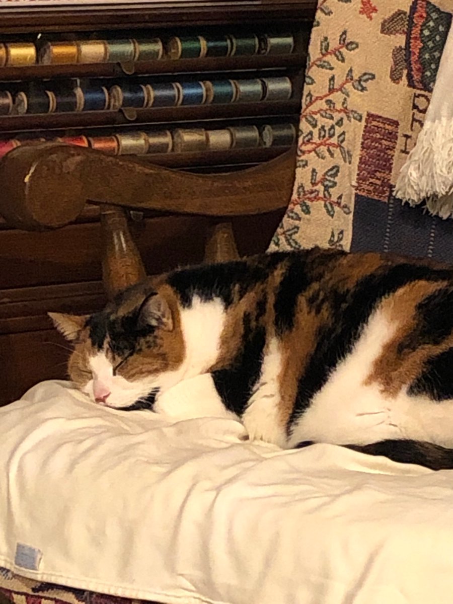 MaryCLet's tweet photo. @PrimeVideo Replying to 
@PrimeVideo
#PrimeVideo #Sweepstakes 
Our rescued cats would love to share a snuggle kit! https://t.co/XoZblF12CU