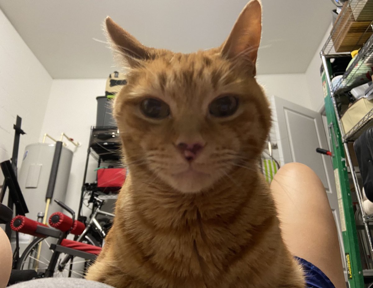 JoMacIntosh1's tweet photo. Okay, thatβs enough exercise. I need cuddles. https://t.co/E7rzqGMhoL