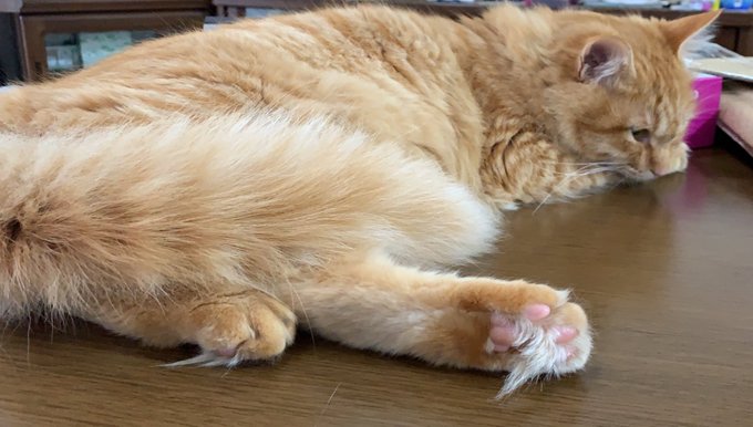 地震】茨城県北部で震度4 地震でびっくりする猫ちゃんたちの画像・動画