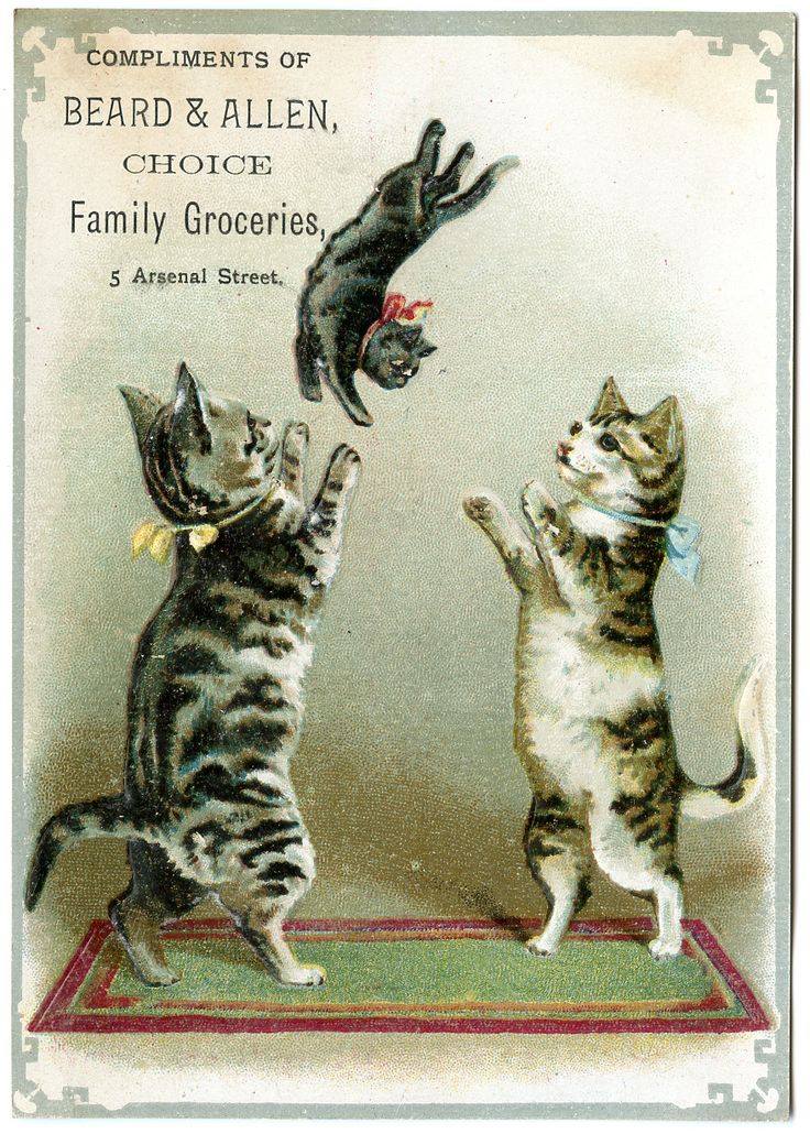 Impatient for the new year to begin, cat's resort to Kitten Juggling. 