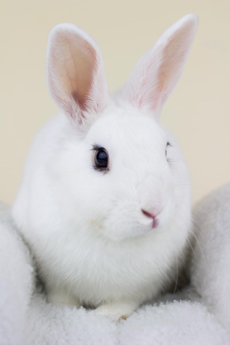 Waffles was one of 18 fire-evacuated rabbits HRS brought in this summer. She needed a leg amputation, spay, &amp; med regimen for megacolon.

Despite her trials, Waffles is a happy, curious girl who loves to play with her toys. 💖

Help rabbits like Waffles: rabbit.org/donate
