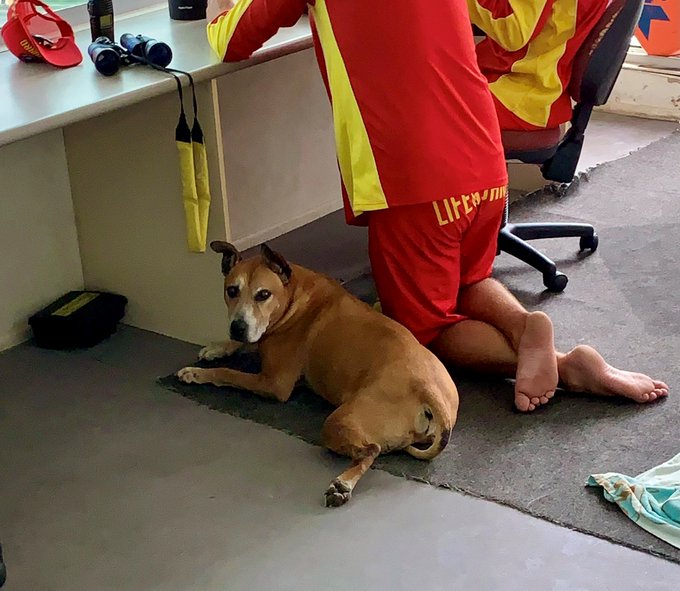 Mitch the dog on duty with lifeguards