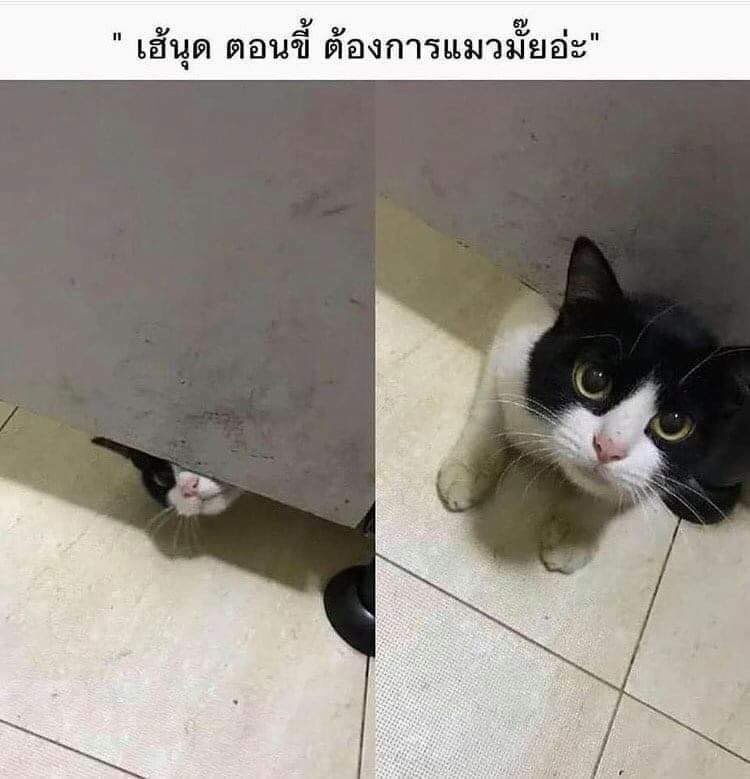 ทุกเช้าถ้าอยู่บ้านแม่งเดินตามมาตอนเฝ้าคนขี้