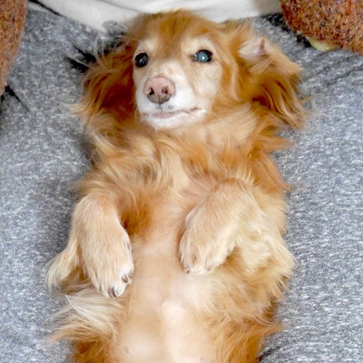 じろの正面顔はなぜか少しおもしろい じろとはるのイラスト