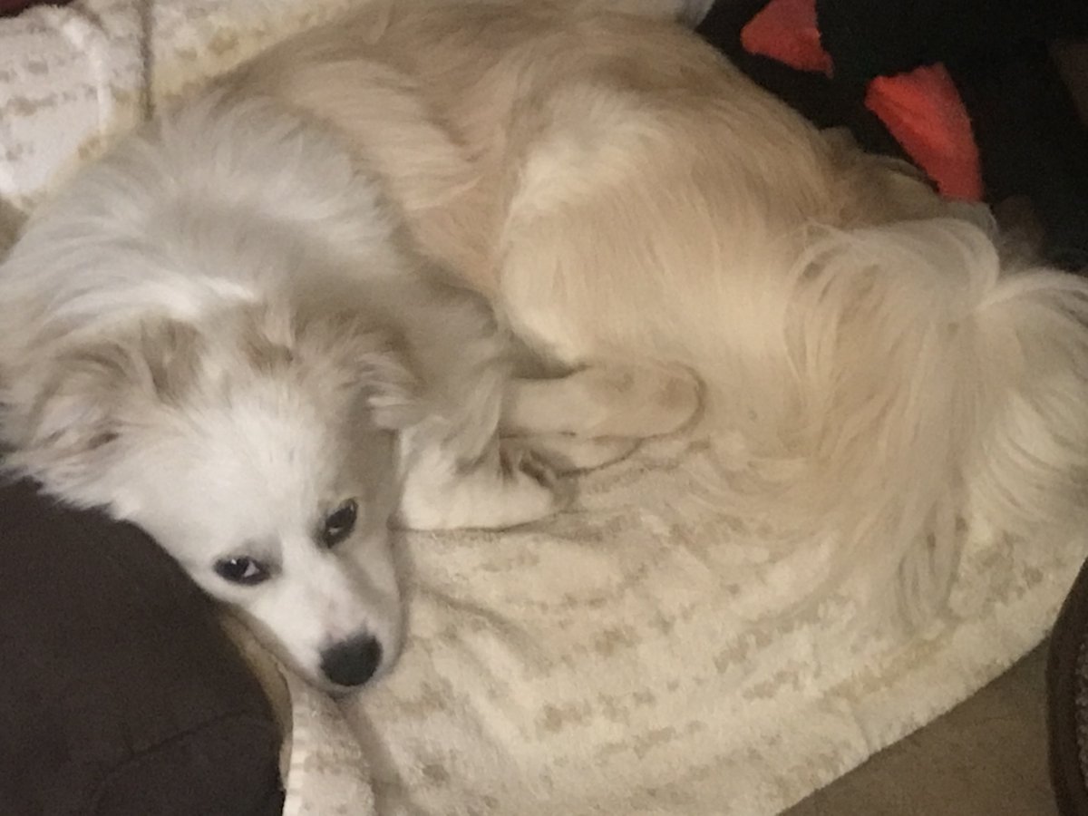 cblinder3's tweet photo. I hope everyone is having a nice holiday. I'm here with my new best friend, Seamus (he might be a little suspicious of you) - but he's excited to meet everybody soon! https://t.co/E0tGJKGZoS