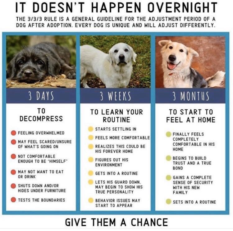 Give a new pet some time to relax and learn your routine and your rules. 💛