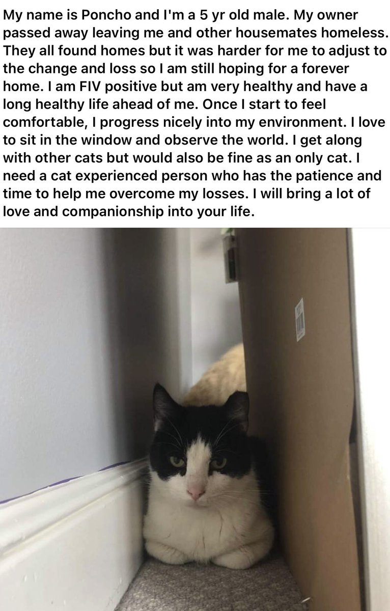 ConnectionKitty's tweet image. 