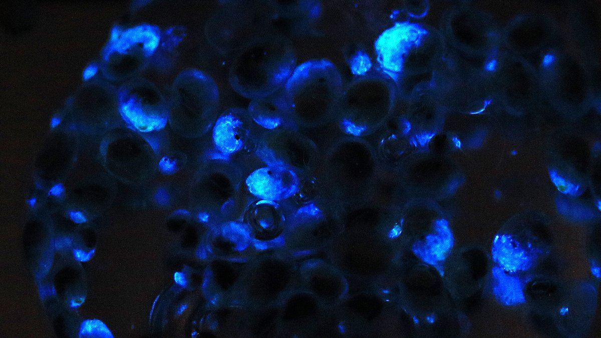 チャーム公式 乾燥ウミホタルに水をかけるだけで簡単に発光観察できる面白いキットが販売中です ウミホタルが放つ幻想的な光を堪能できます 商品はこちら T Co Apdfsc3pnz 実際にキットを使ってみた動画もぜひどうぞ T Co