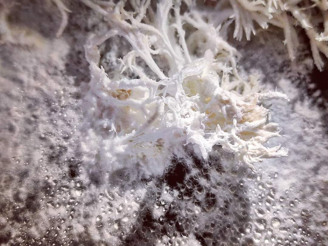 SasaSpacal's tweet photo. Collaboration contamination. MycoMythological research continues. #mythmakinginprogress #mycophilia #mycomythologies #fungi #bacteria https://t.co/M9QeiT7wQH