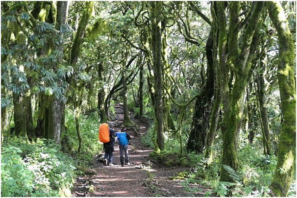 KileleClimb's tweet photo. Forest adventures whilst hiking Mount Kilimanjaro.
#kilimanjaro #rainforest #coveredtree #machameroute #nature #mountkilimanjaro #adventure #mountains #mountain #trekking #nature #adventures #KilimanjaroTrekking #MountKilimanjaroclimbing #Trekkingadventure #kileleclimbtours https://t.co/TWd6uFoHCm